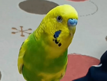 user picture1